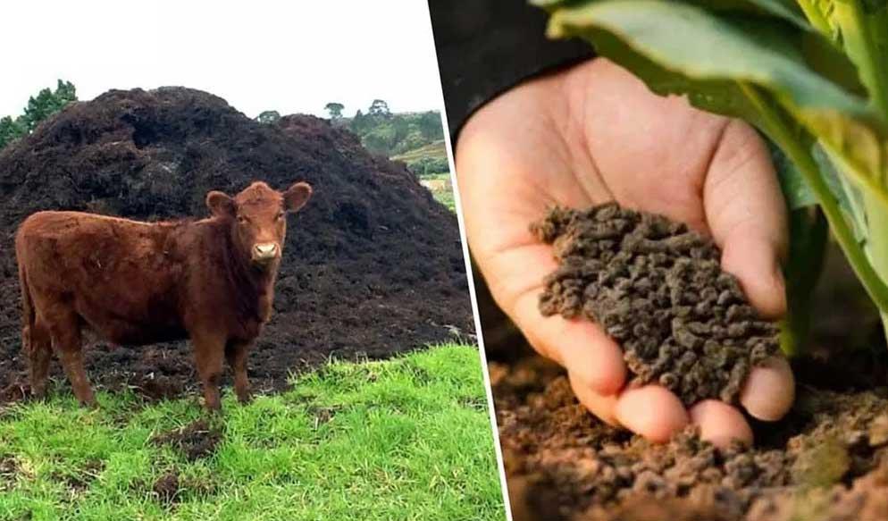 فضولات گاو برای تولید کود آلی و کمپوست