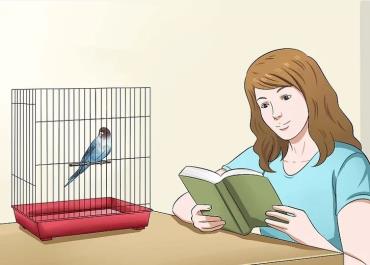قفس پرنده را حین فعالیت‌های روزانه کنار خود قرار دهید