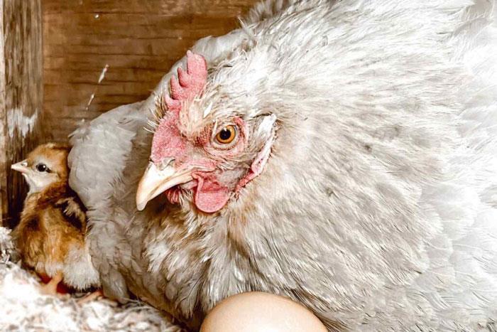مرغ تخمگذار سالم در گله و تخم مرغ‌های تولیدشده