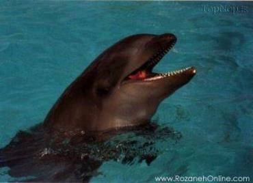 حیوانات دورگه-هیبرید-دلفین-Wholphin