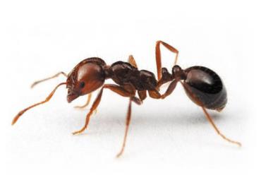 مورچه ها از انسان ها خوش سلیقه ترند - نتایج عجیب مقایسه انسان‌ با حیوانات