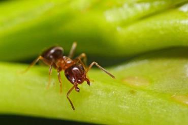 مورچه ها از بچه های پنجم ابتدایی باهوش ترند - نتایج عجیب مقایسه انسان‌ با حیوانات