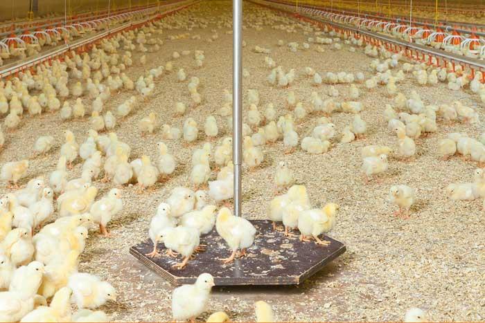 وزنگیری مرغ گوشتی برای بررسی رشد گله