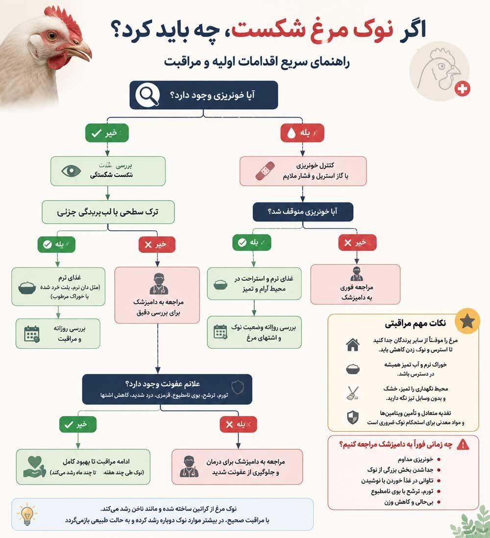 اینفوگرافی راهنمای اقدامات اولیه پس از شکستن نوک مرغ خانگی