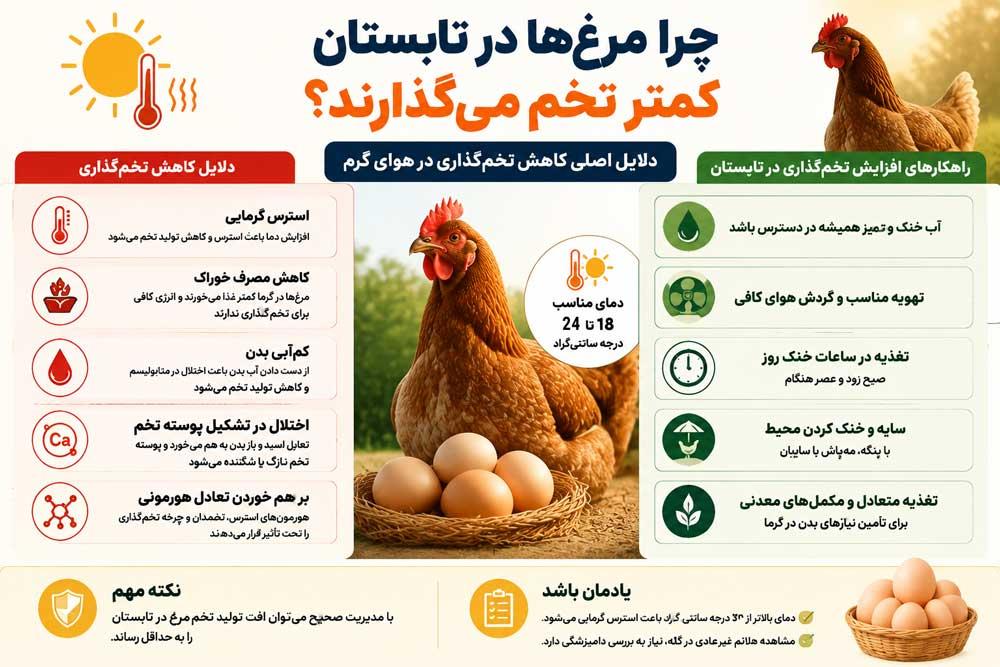 اینفوگرافی مهمترین دلایل کاهش تخمگذاری مرغها در تابستان و راهکارهای جلوگیری از آن