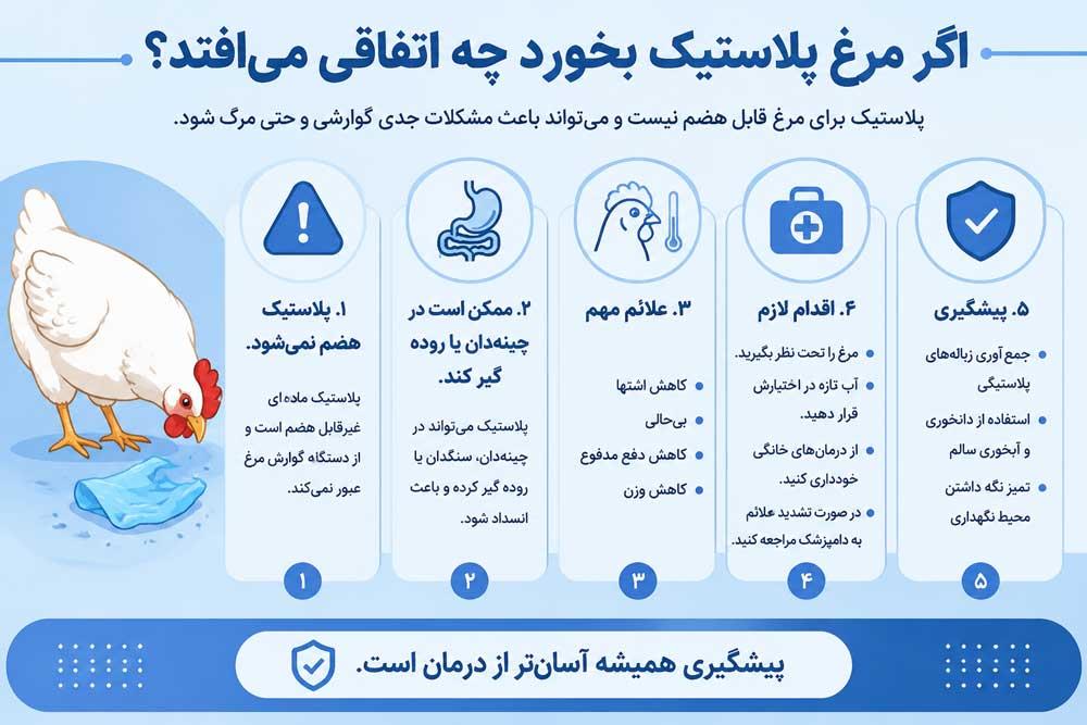 اینفوگرافی اگر مرغ پلاستیک بخورد چه اتفاقی می افتد