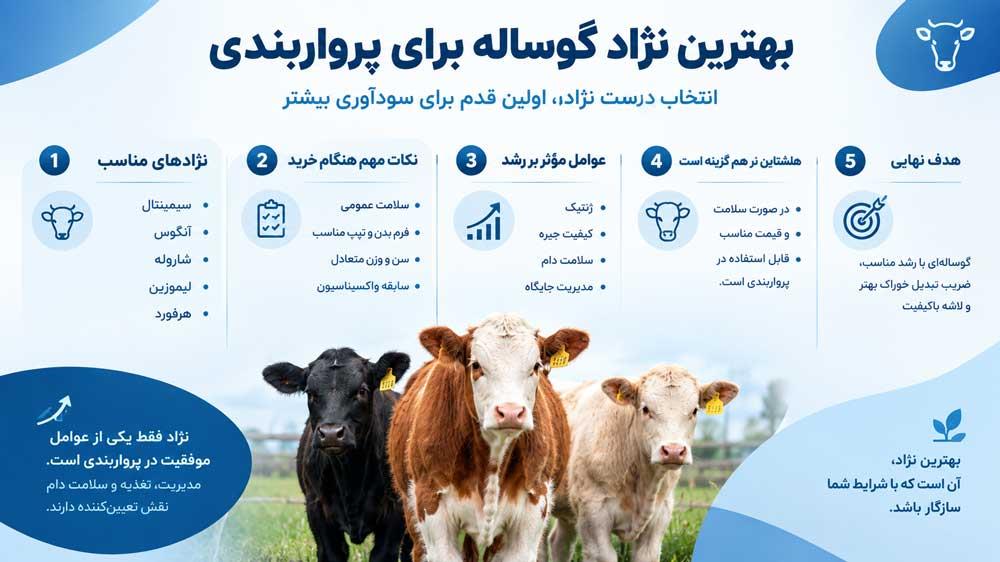 اینفوگرافی بهترین نژاد گاو