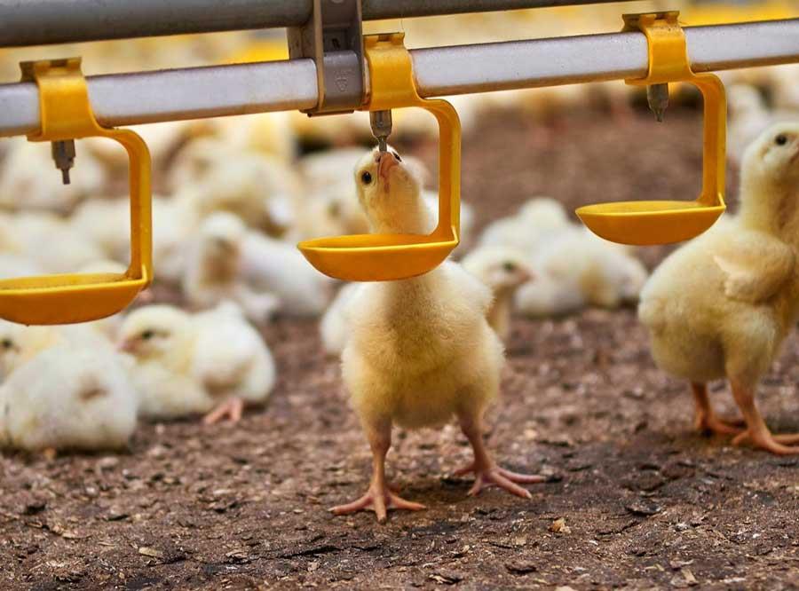 آبخوری استاندارد برای تأمین آب آشامیدنی مرغ