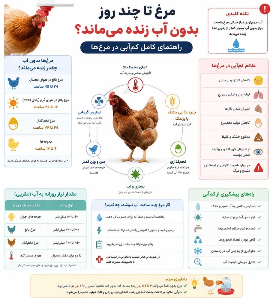 اینفوگرافیک مدت تحمل مرغ بدون آب، علائم کم‌آبی، نیاز روزانه به آب و راه‌های پیشگیری
