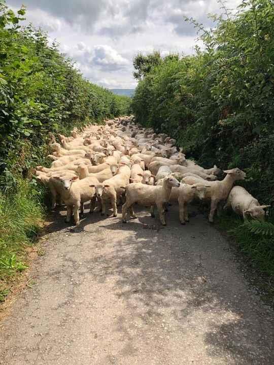 پرورش گاو و گوسفند