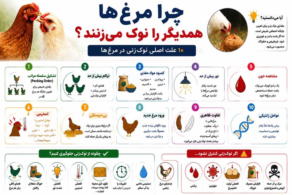 اینفوگرافی نوک زدن مرغ ها
