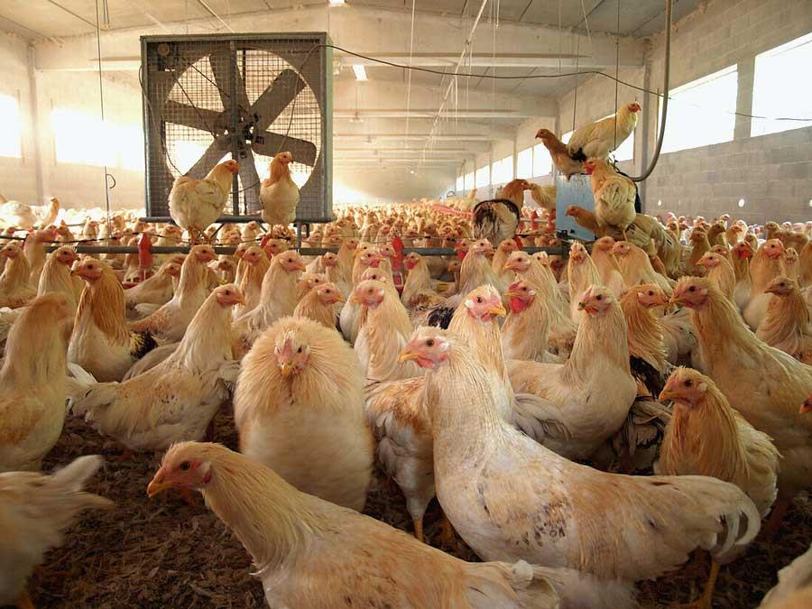 تراکم بالای مرغداری