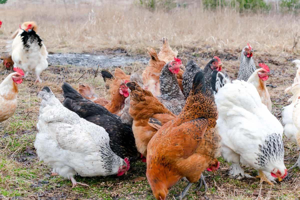 مرغهای محلی در حال جستوجوی غذا در فضای آزاد