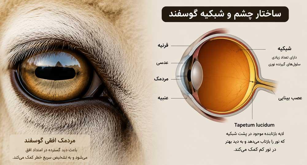 چشم گوسفند و نقش تاپتوم لوسیدوم در دید در نور کم
