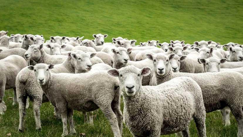 گوسفندان در کنار یکدیگر و رفتار اجتماعی گله