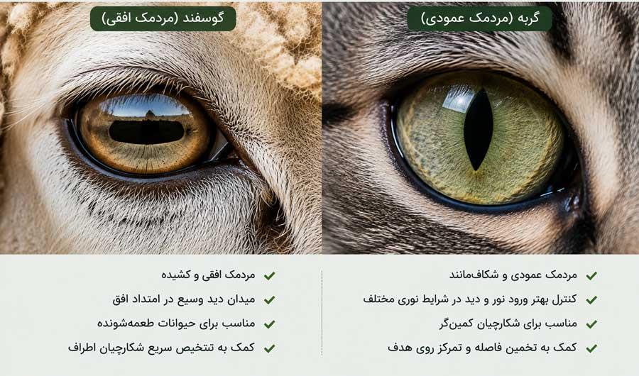 مقایسه مردمک افقی گوسفند و مردمک عمودی گربه