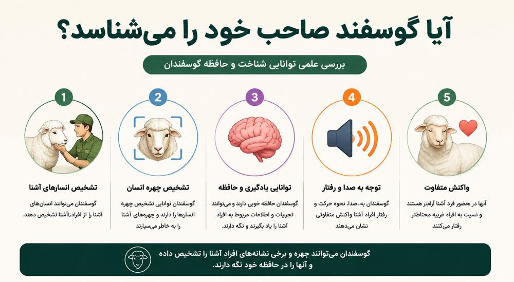 اینفوگرافی توانایی گوسفند در شناخت انسان، تشخیص چهره و حافظه