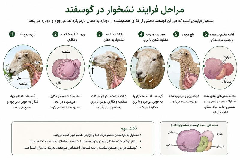 مراحل نشخوار و بازگشت غذا در دستگاه گوارش گوسفند