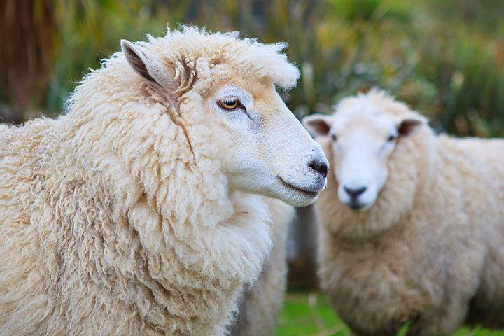 گوسفند با چشمهای جانبی و میدان دید گسترده
