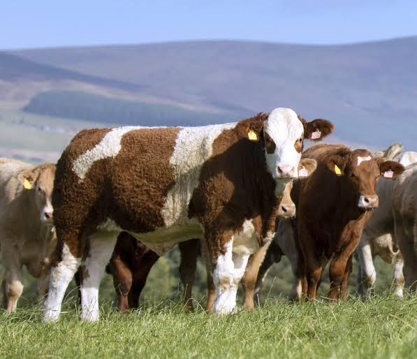 گوساله سیمینتال برای پرواربندی