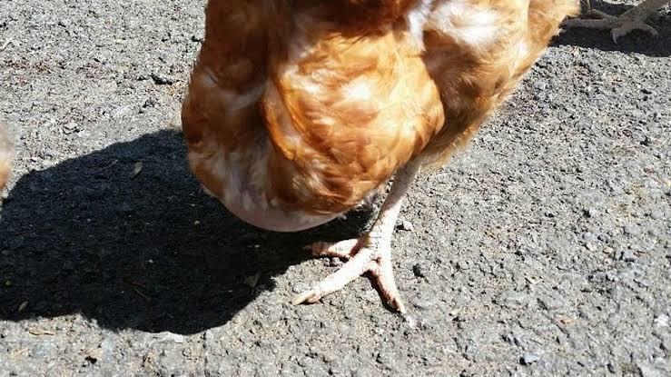 https://www.makidam.ir/Attachments/Images/swollen-chicken-crop.jpg