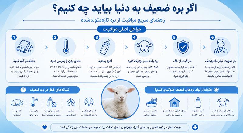 اگر بره ضعیف به دنیا بیاید چه کنیم؟