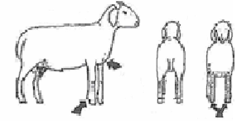 استقرار صحیح دست و پا وعرض سینه گوسفند