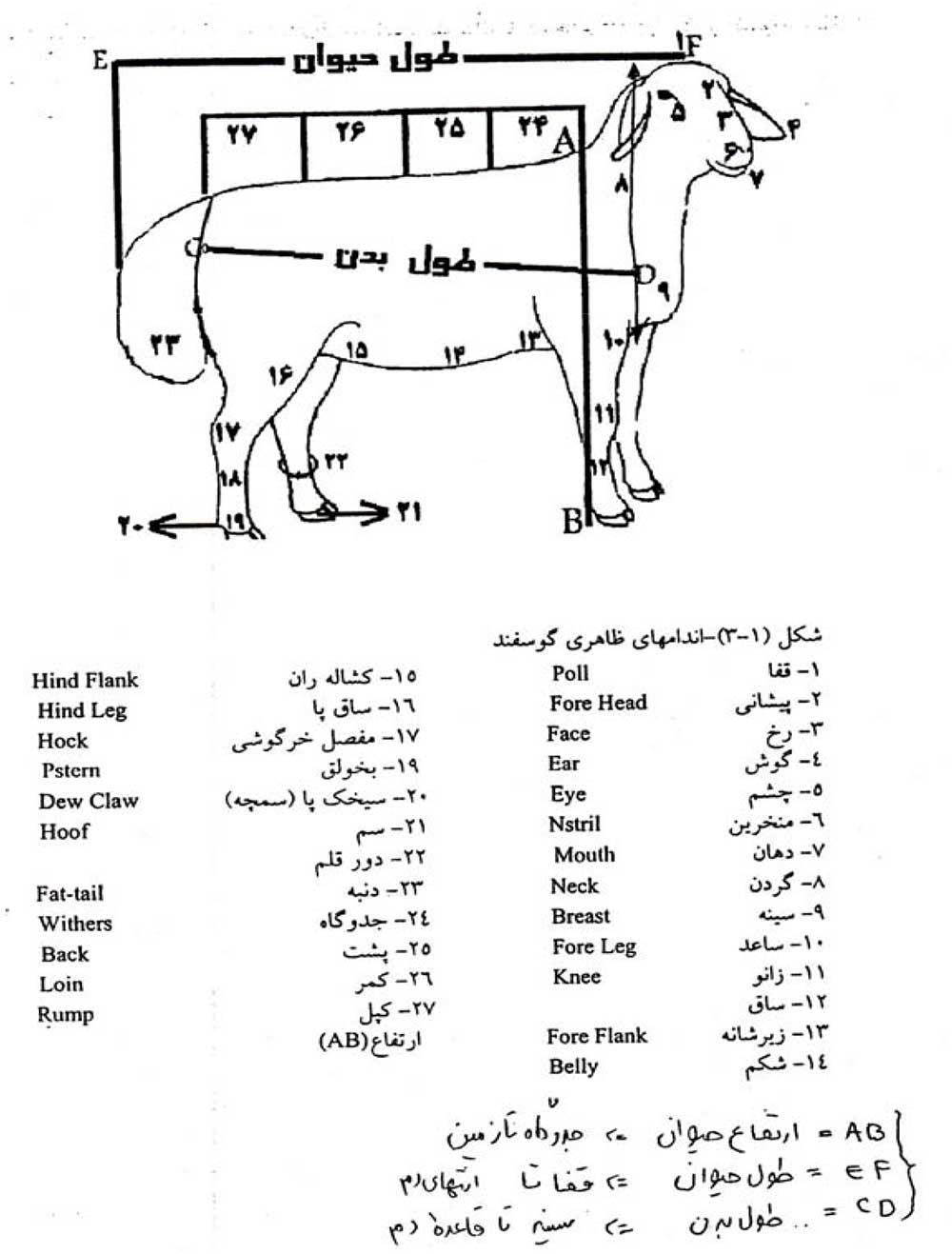 اندامهای ظاهری گوسفند