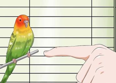 انگشت اشاره را به آرامی به پرنده نزدیک کنید
