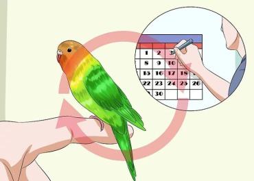تمرین دستی کردن پرنده