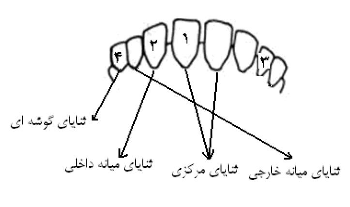 دندانهای گوسفند