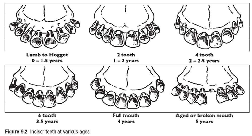 راهنمای تشخیص سن با استفاده از دندان در گوسفندان