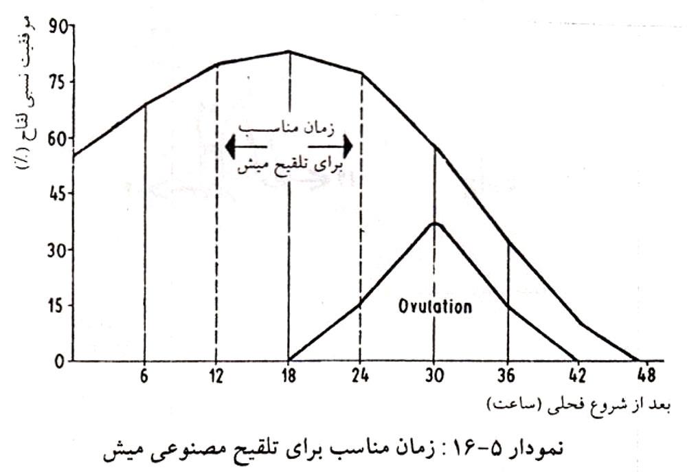 زمان مناسب تلقیح مصنوعی میش