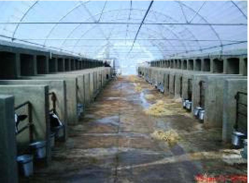 سالن گوساله‌ها با جایگاه انفرادی به روش گلخانه‌ای