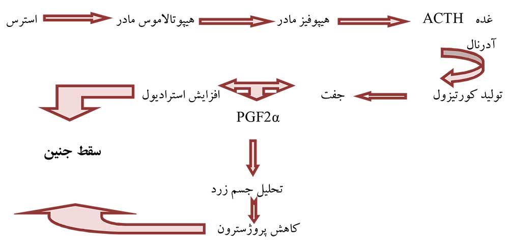 مکانیسم عمل گلوکوکورتیکوئیدها