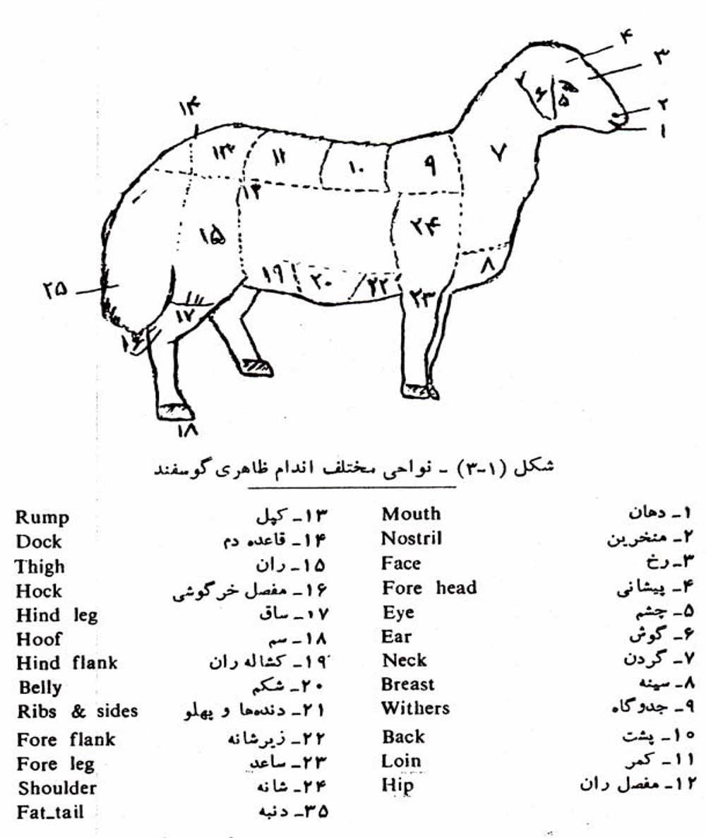 نواحی مختلف اندام ظاهری گوسفند
