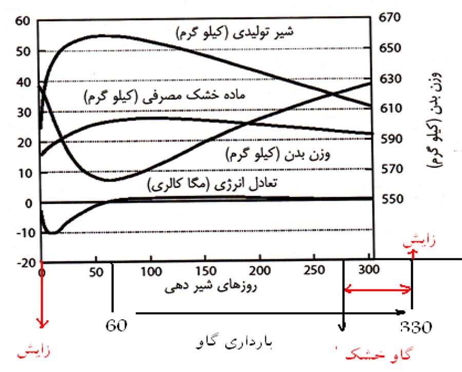 چگونگی خشک کردن گاو