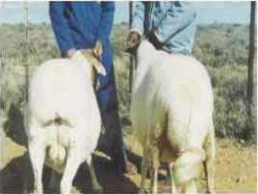 گوسفند بالغ دنبه دار و قطع دنبه شده