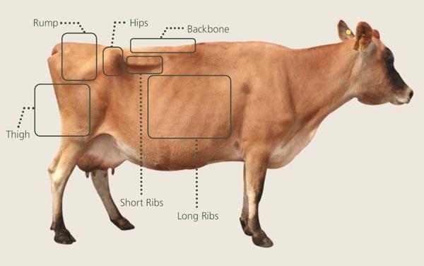 ارزیابی تیپ در گاوهای شیری