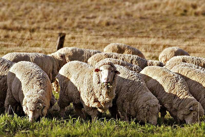 آشنایی با اصطلاحات و مفاهیم پرورش گوسفند
