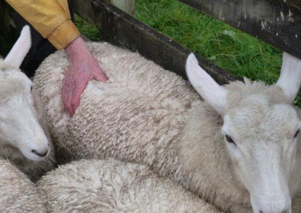 انتخاب گوسفند قربانی بر اساس نمره بدنی