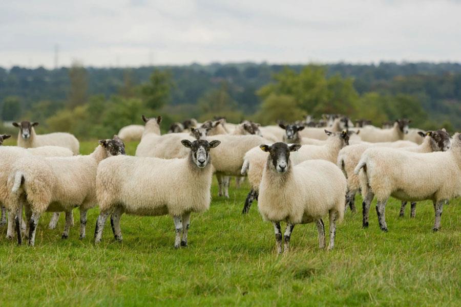 انگل-پاییزی-گوسفند