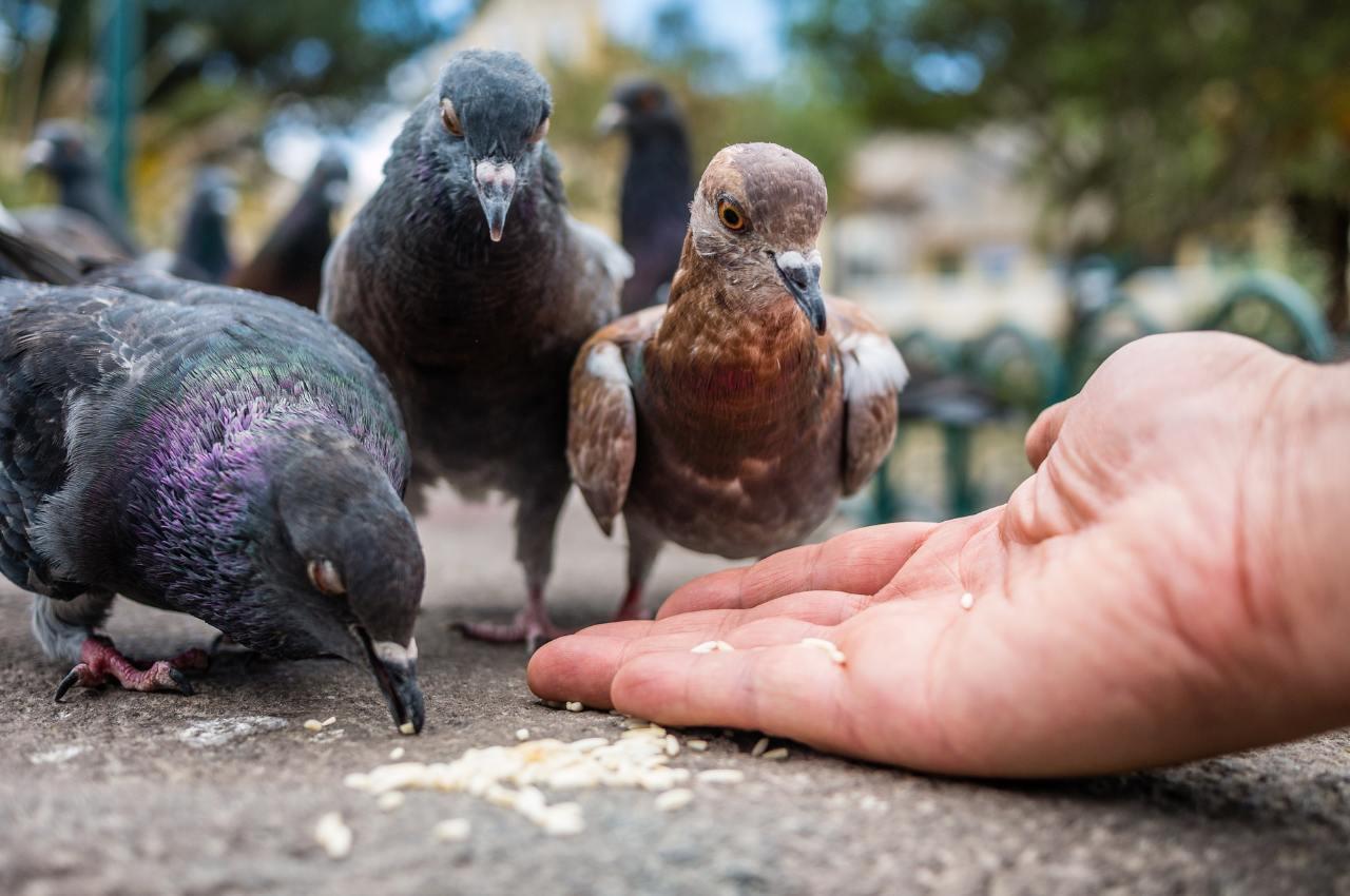 برنج-برای-پرنده