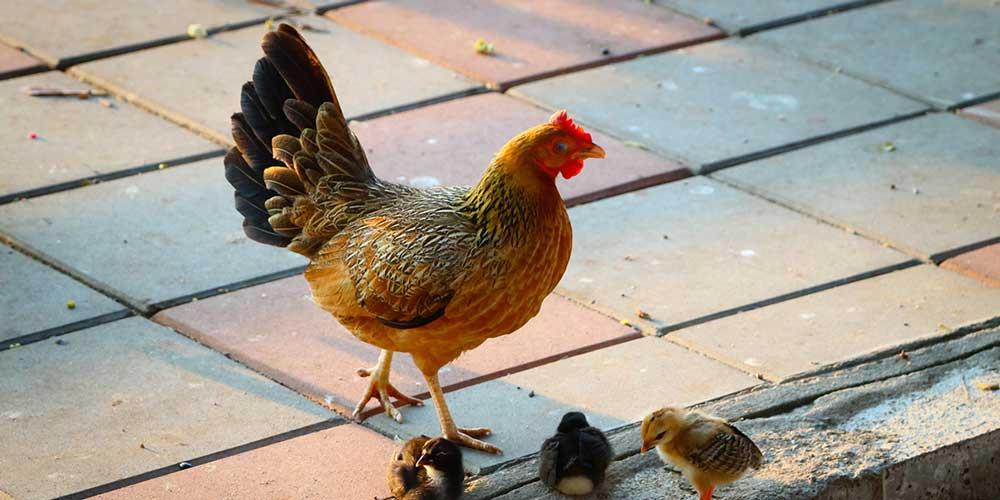 تخمین-سن-مرغ