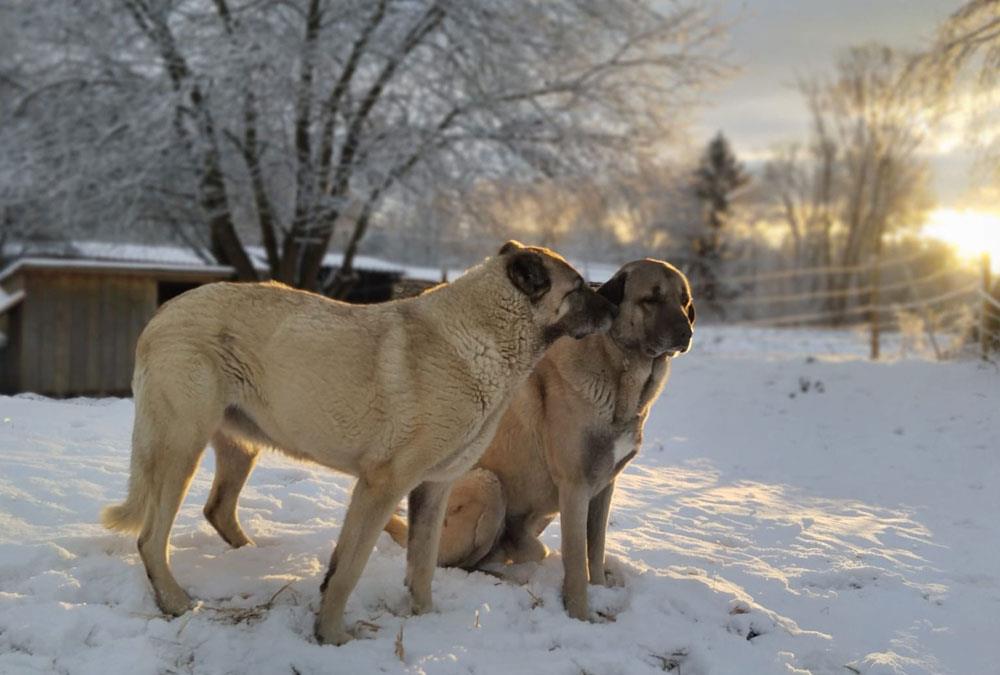 تغذیه-سگ-گله