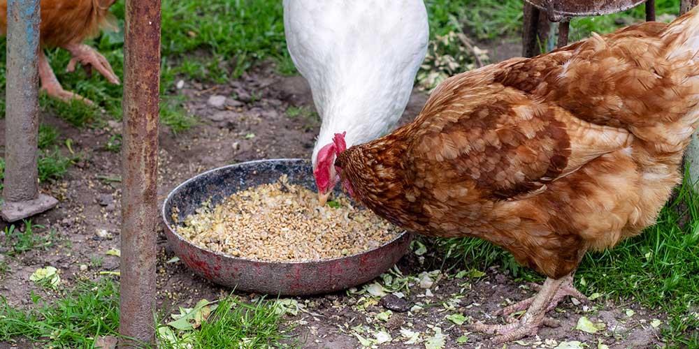 تغذیه-مرغ-تخمگذار