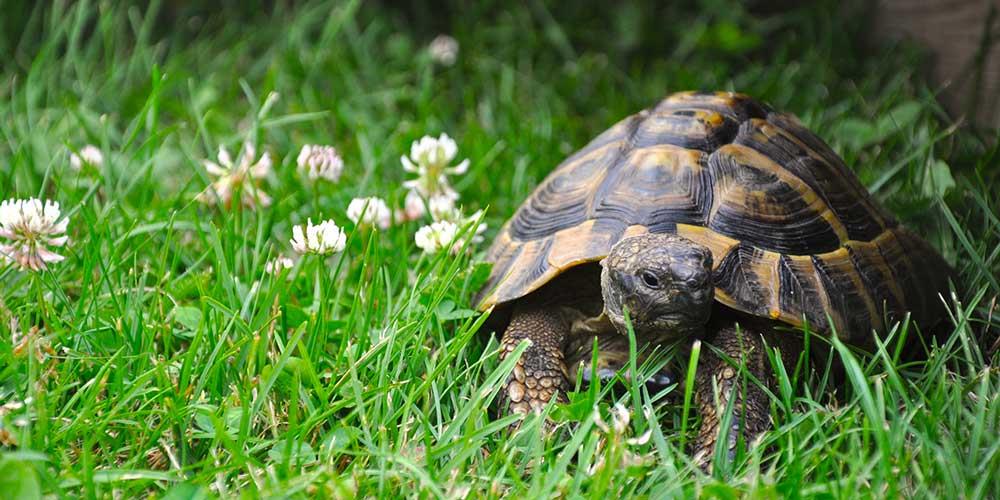 خواب-لاک-پشت