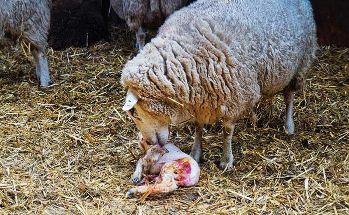 راهنمای سریع سقط جنین گوسفندی