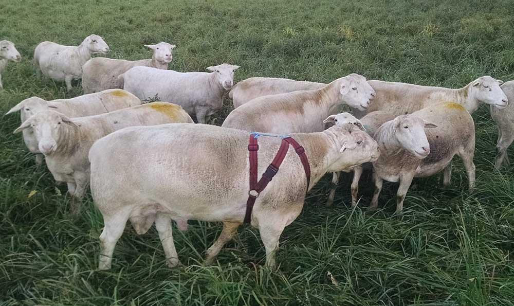 روش های جفتگیری در گله گوسفندان