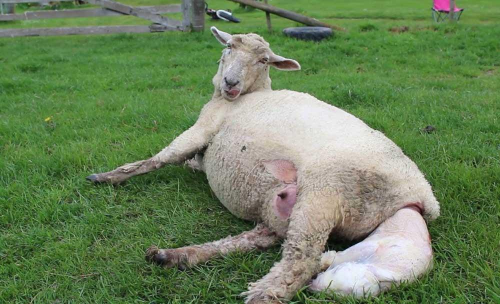 زایش طبیعی و غیرطبیعی گوسفند